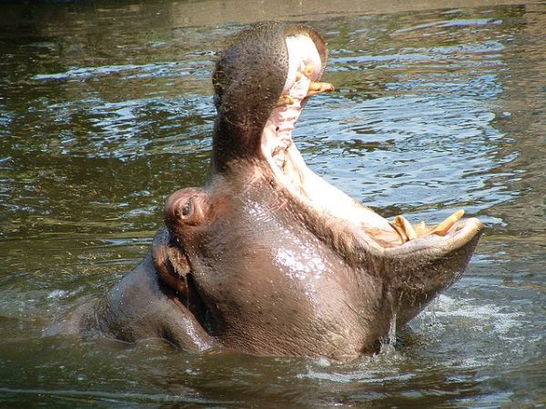 hippo