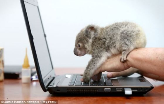 Image result for koala at keyboard