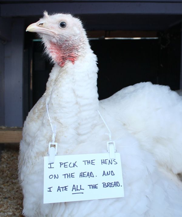  menagerie has been completed thanks to the arrival of chicken shaming