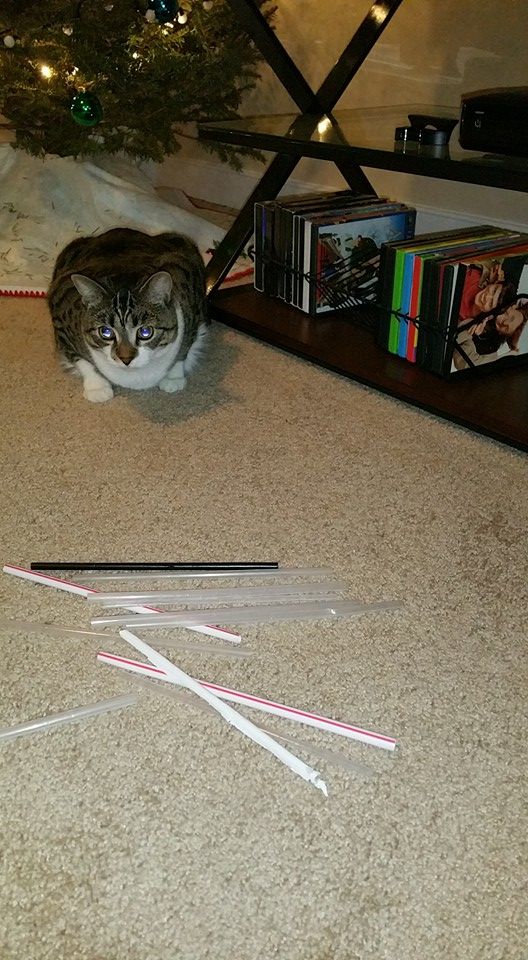 Cats Who Collect Things Neatorama