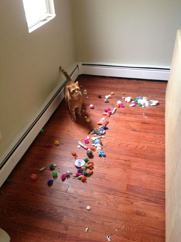 Cats Who Collect Things Neatorama