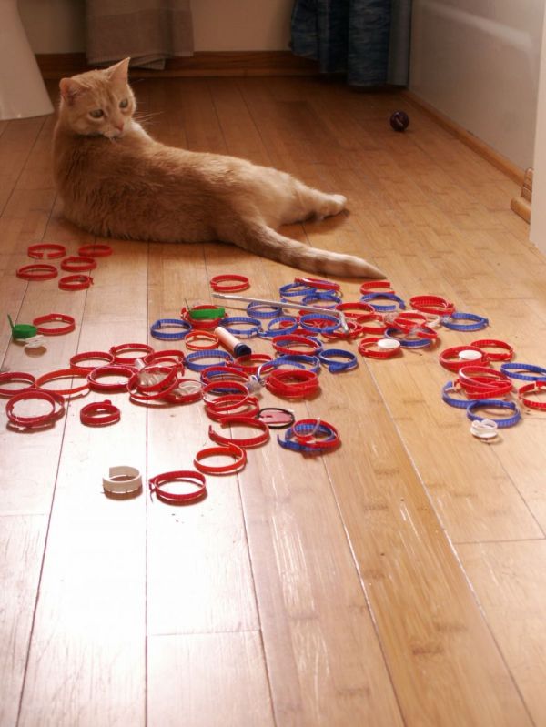 Cats Who Collect Things Neatorama