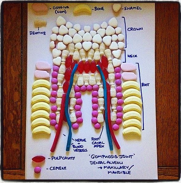 Medical Student Uses Candy to Illustrate Anatomy - Neatorama