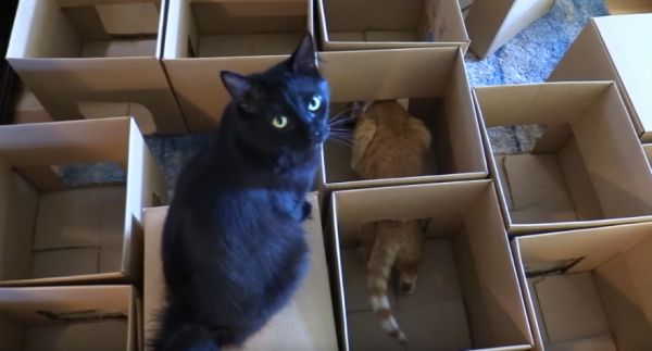 A Cat Maze Made of 50 Boxes Neatorama
