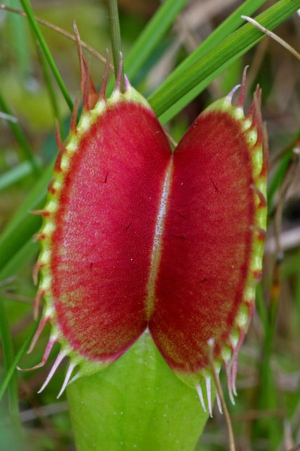 Venus Flytraps Need Protection From Poachers In North Carolina - Neatorama