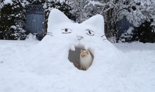 Résultat de recherche d'images pour "cat snow"