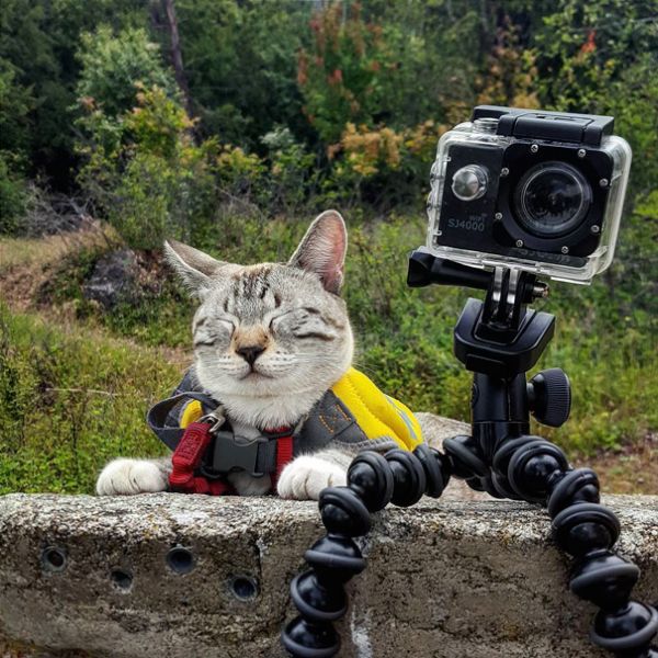 Instagram Account Shows What It's Like To Go Camping With Your Cat