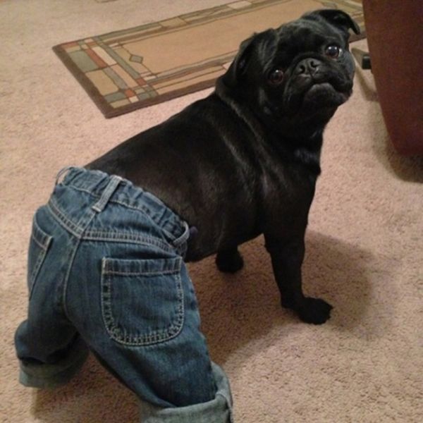 Photo Of Dog Wearing Pants Settles The Greatest Debate