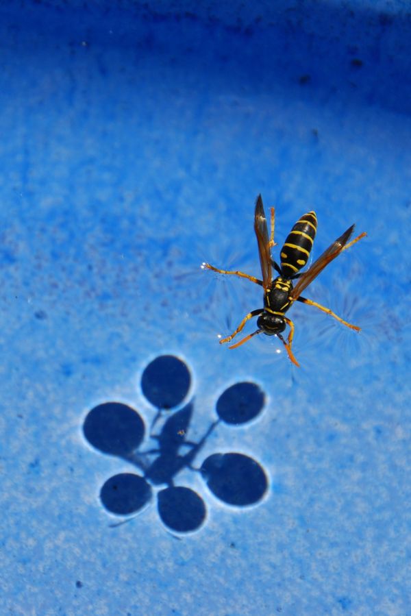 surface tension