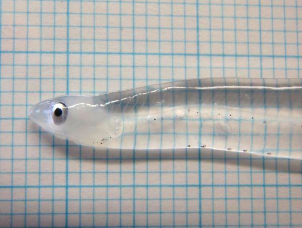 Eel