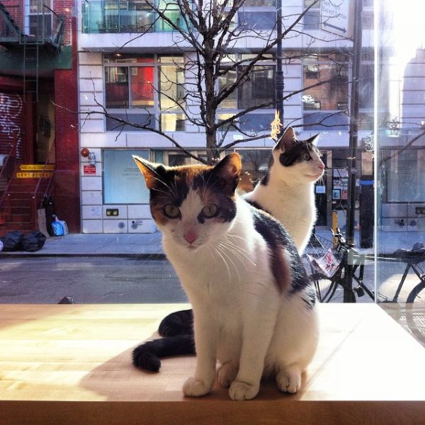 Manhattan's First Cat Café is Open for Business Neatorama