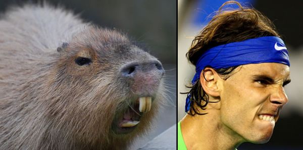 Tumblr Users Love Capybaras - Neatorama
