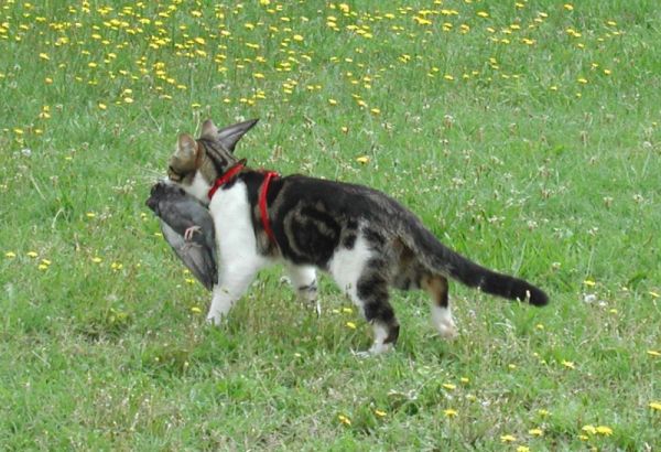 Cat Predation in England - Neatorama