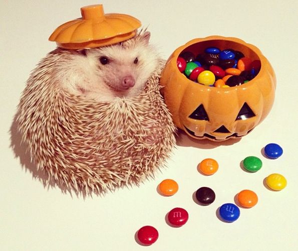 The Cutest Hedgehog On Instagram Neatorama