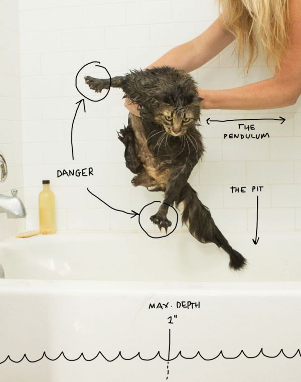 How to Make Your Cat an Celebrity Neatorama