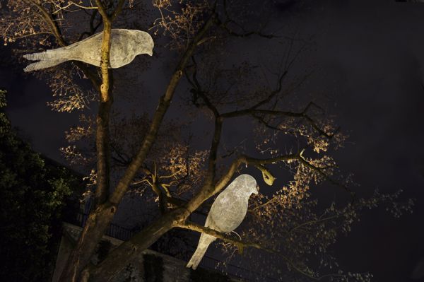 bird