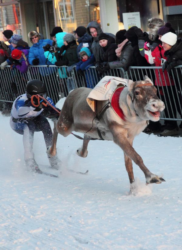 The World of Reindeer Racing