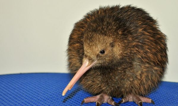 Baby Kiwi Bird Gets His Beak Fixed - Neatorama