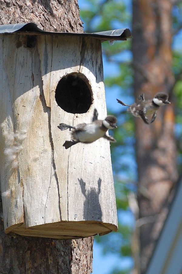 first flight