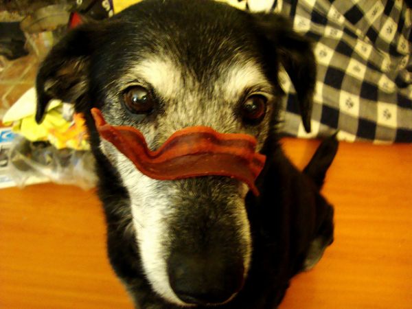 bacon dog