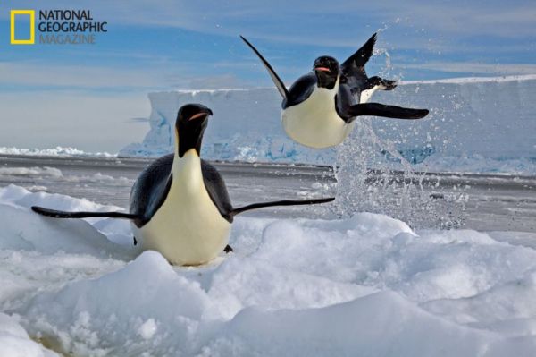 penguins