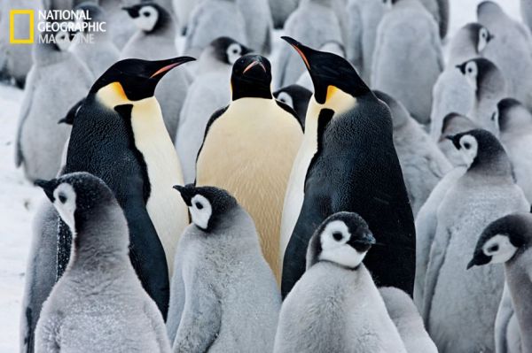 penguins