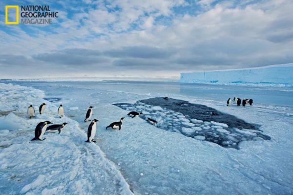 penguins