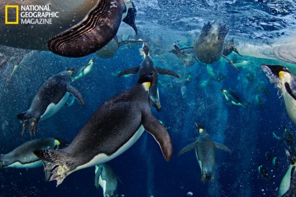 penguins