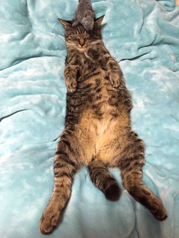 HeavySleeping Cat Won't Wake up, No Matter How Many Mice Crawl on Her