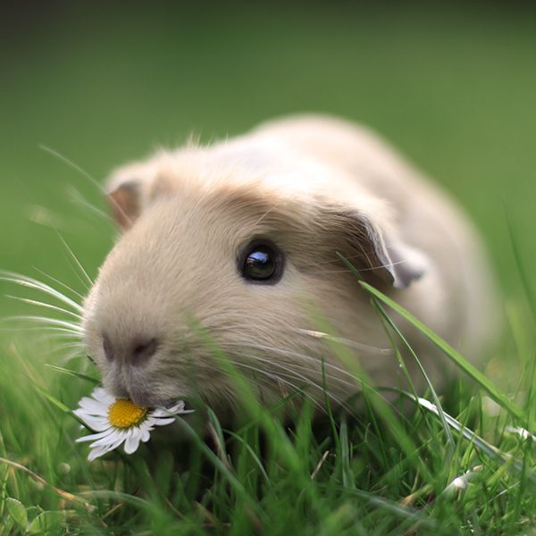 BooBoo the Guinea Pig and Friends The Photo Series Neatorama