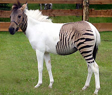 zorse