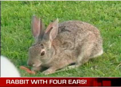 4 Ears
