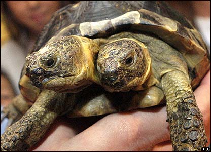 twoheadedturtle