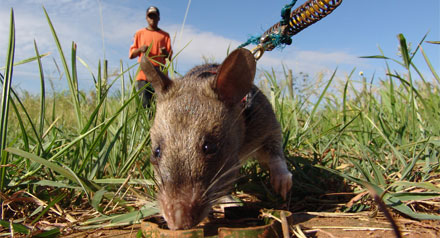 Rats Ahoy!