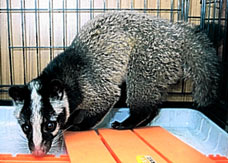 civetcatdm1004_228x163.jpg