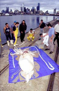 The giant squid caught in June 2008