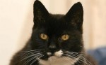 oldest_cat_1125897c