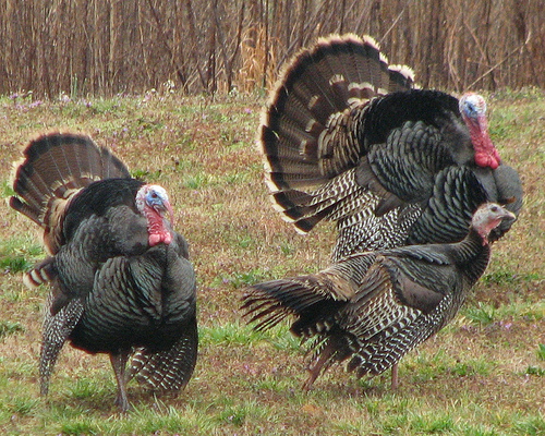 funny turkey pictures. acted a little funny,