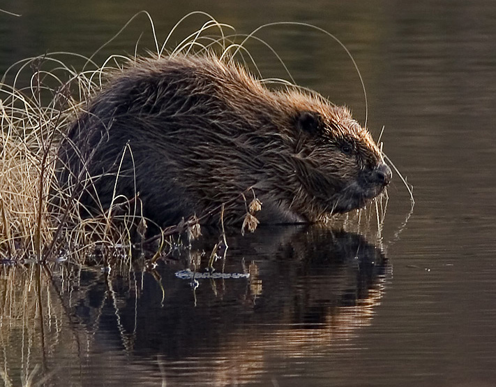 Beavers Eating Wood