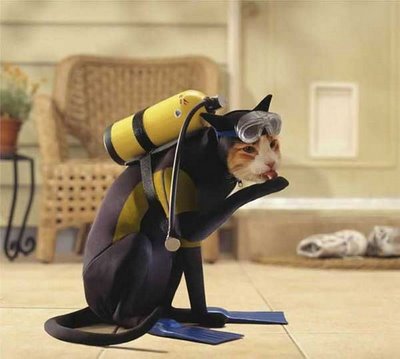 Scuba Kitty