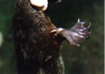 platypus_spur