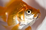 goldfish goldfish