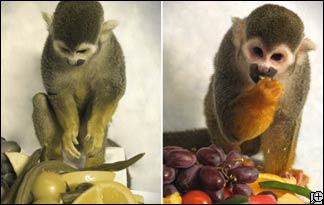 squirrel-monkey-324x205 squirrel-monkey-324x205