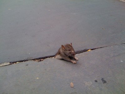 2009_10_saddestthingever
