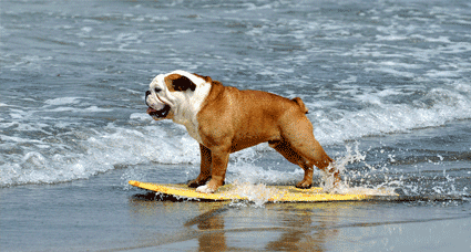 bulldog-board bulldog-board