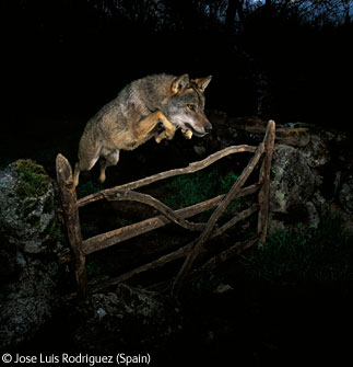 leaping Iberian wolf leaping Iberian wolf