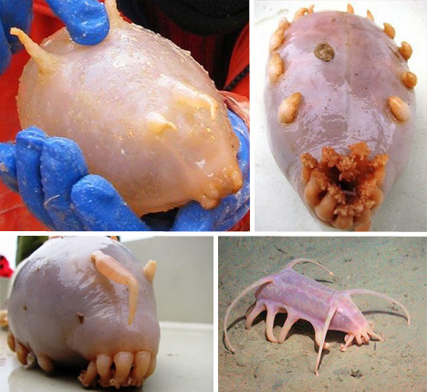 seapig seapig