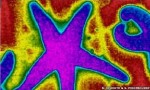 seastarsininfrared seastarsininfrared