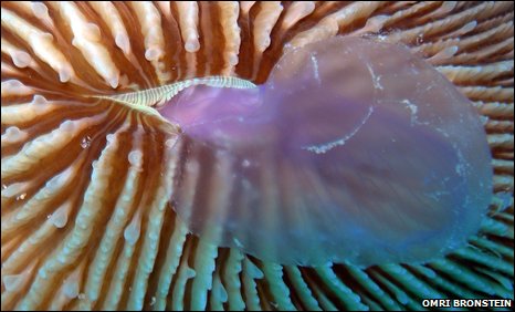 _46697309_fungiaeatingaureliabymr.omribronstein _46697309_fungiaeatingaureliabymr.omribronstein