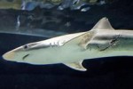 Shark_220x147